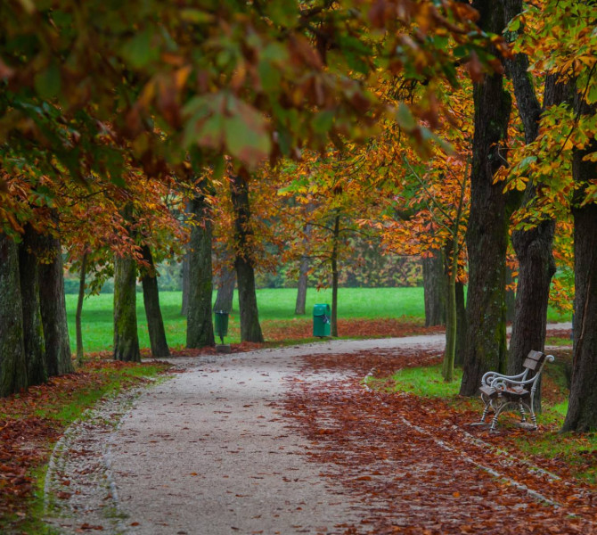Pescena pot skozi park, ob poti drevesa.