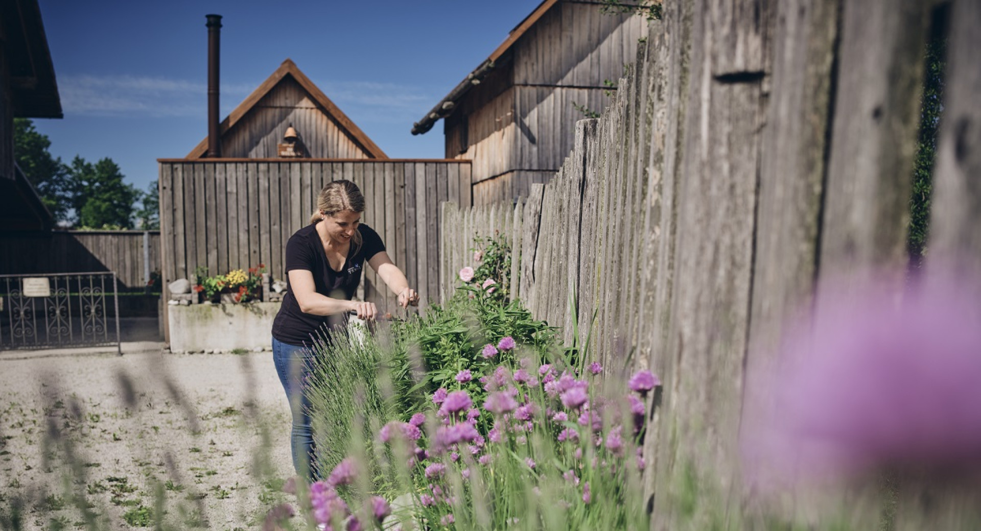 A woman is cutting purple flowers.