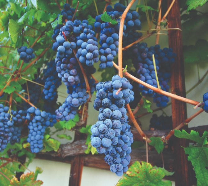 Blue grapes on the vine.