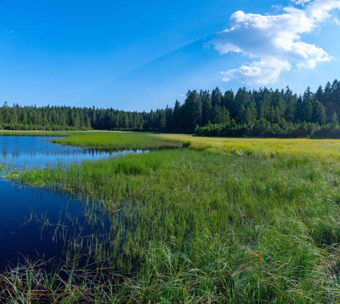 Manjše jezero obdano z gozdom. 