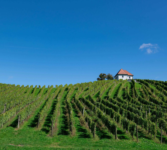 A vineyard on the hill with a small cottage at the peak.