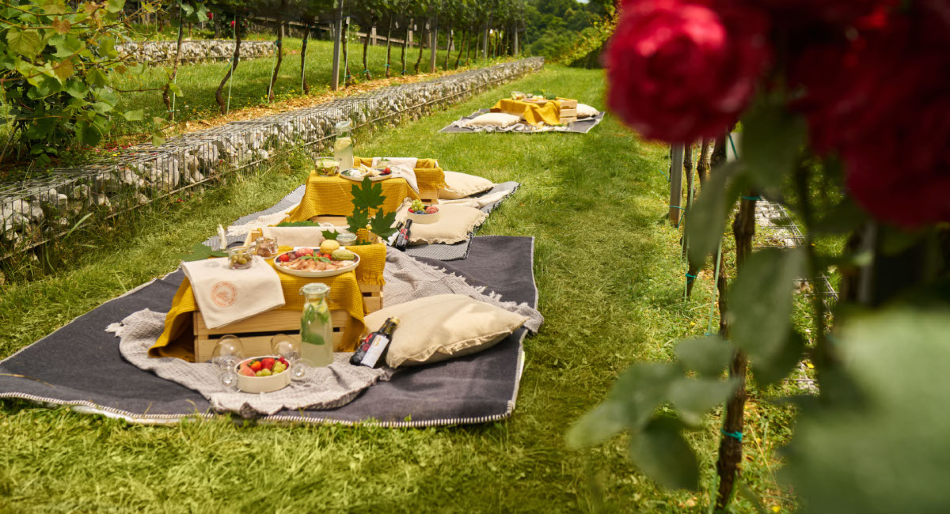 Picnic on the grass among the vines.