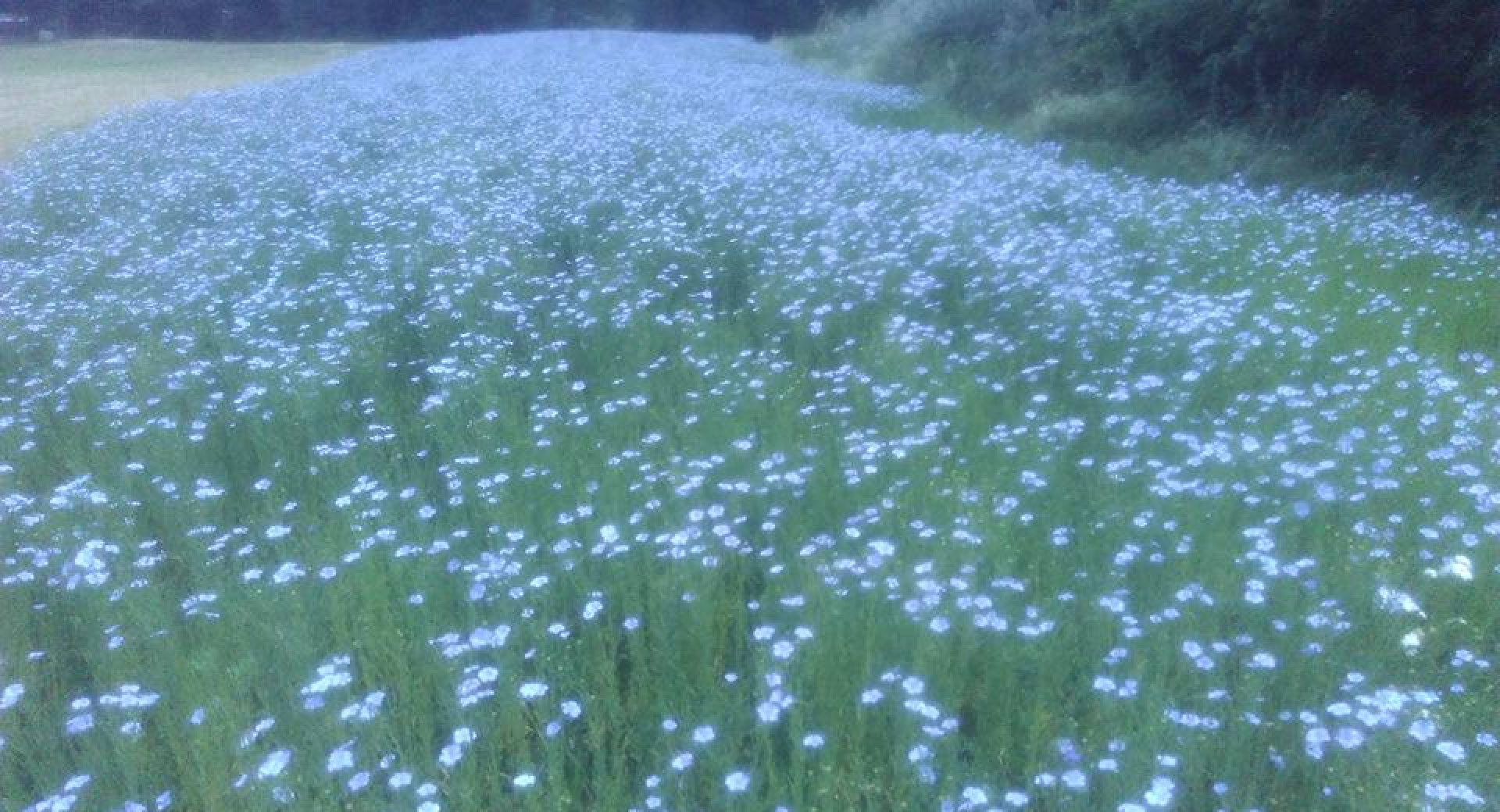 A field of blooming flax in shades of green and soft blue.