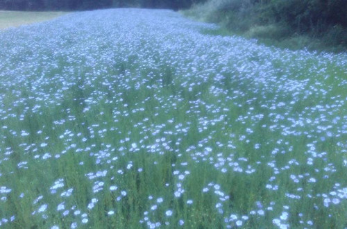 A field of blooming flax in shades of green and soft blue.