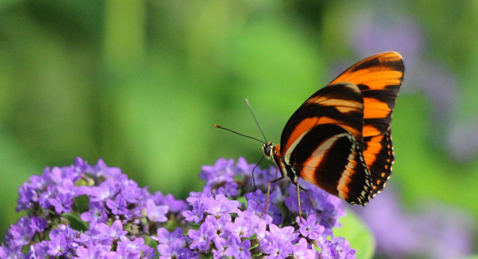 Orange and black butterfly on a purple flower.