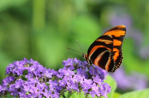 Orange and black butterfly on a purple flower.