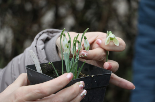 A bouquet of snowdrops in hands.