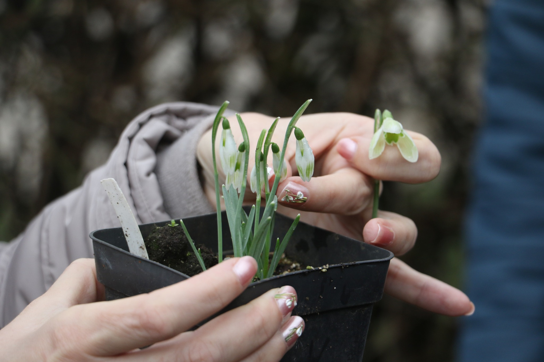 A bouquet of snowdrops in hands.