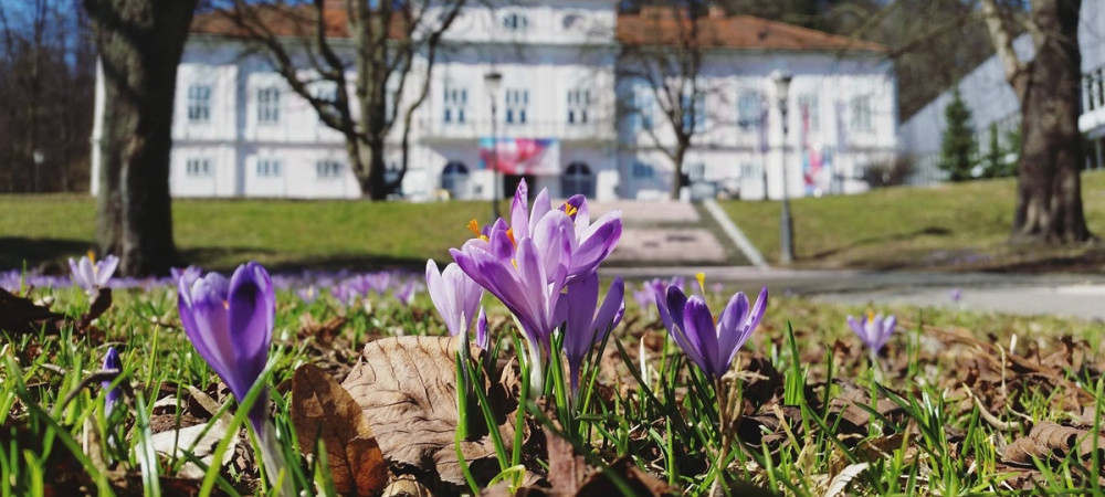 Vijolicne roze pred veliko belo stavbo.