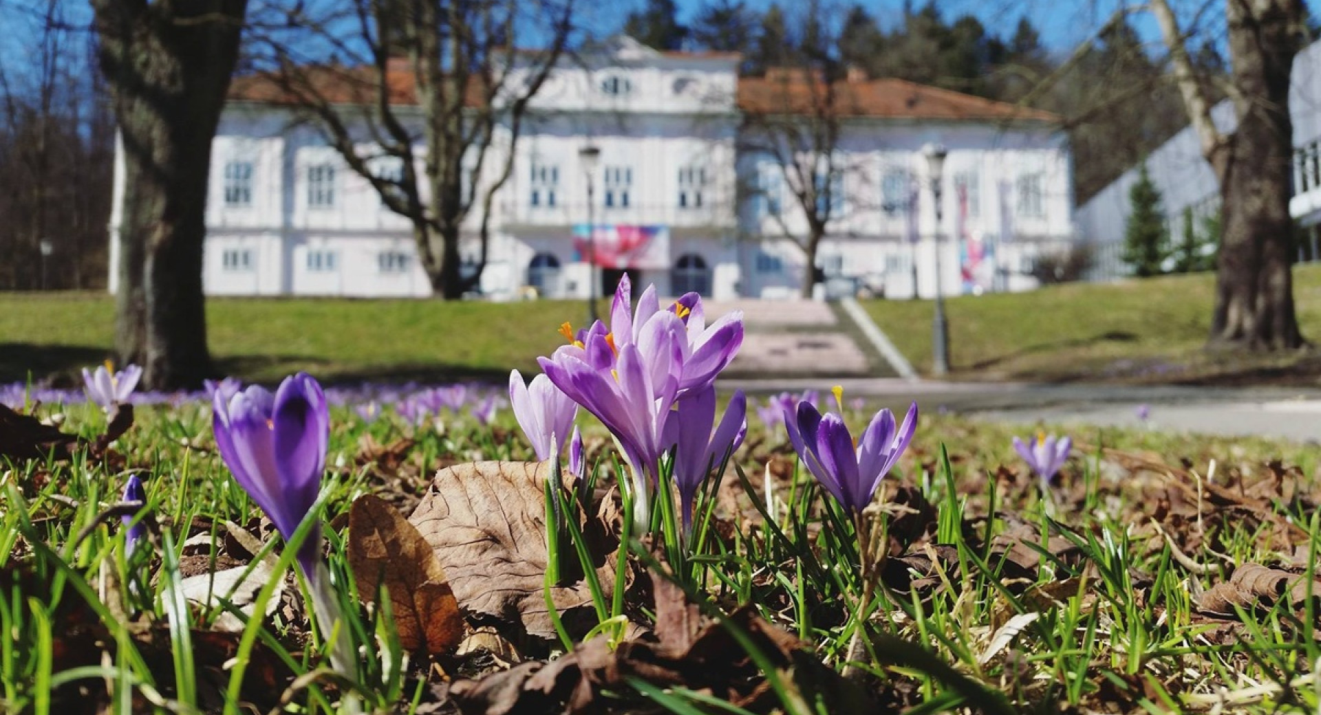 Vijolicne roze pred veliko belo stavbo.