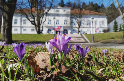 Vijolicne roze pred veliko belo stavbo.