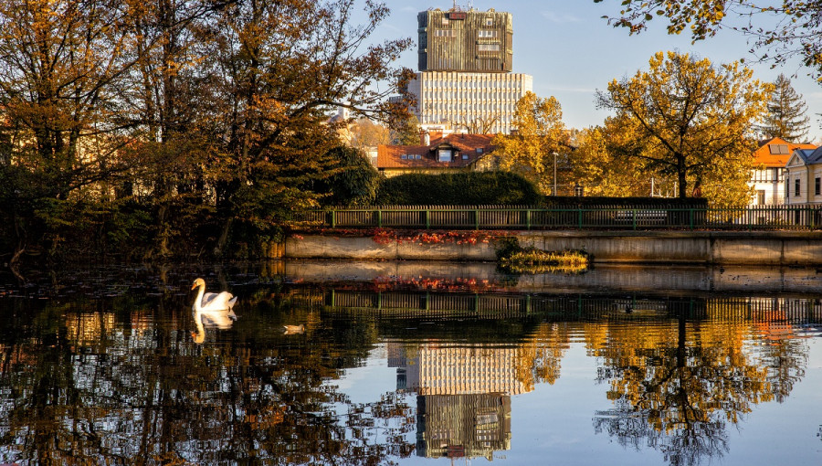Velik ribnik z labodom in stolpnico v ozadju.