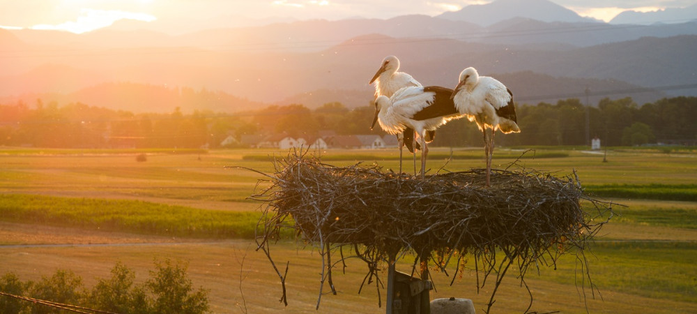 Three storks in the nest above the green fields.