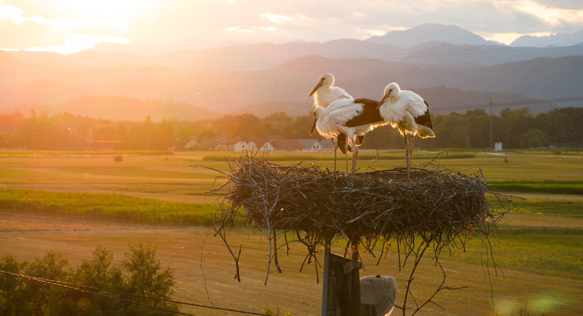 Three storks in the nest above the green fields.