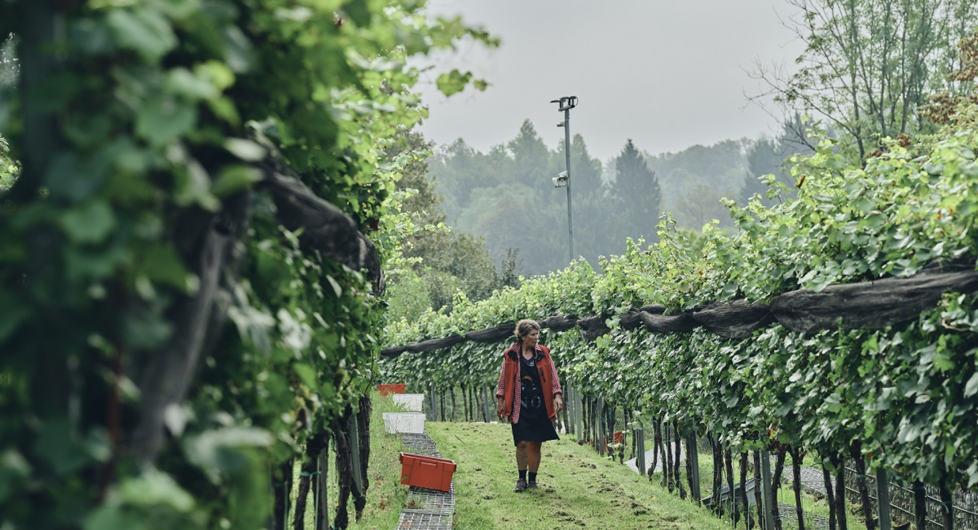 Gospa na sprehodu med vrstami trt v vinogradu.