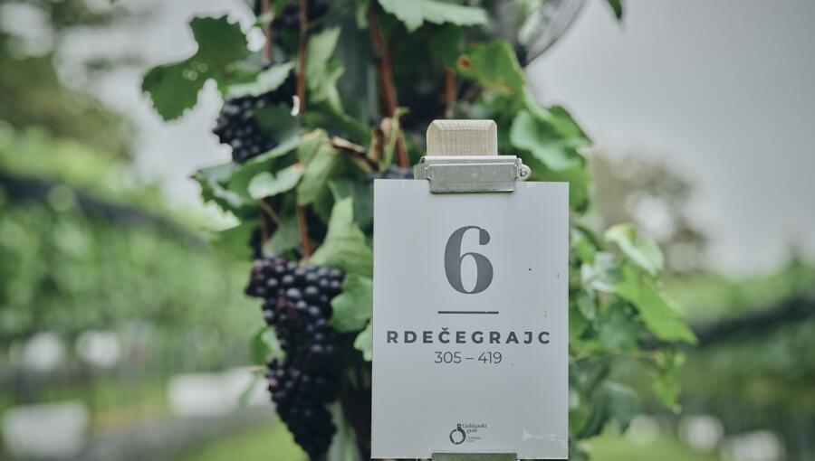 A sign reading “Rdecegrajec” on a row of red grapes in the vineyard.
