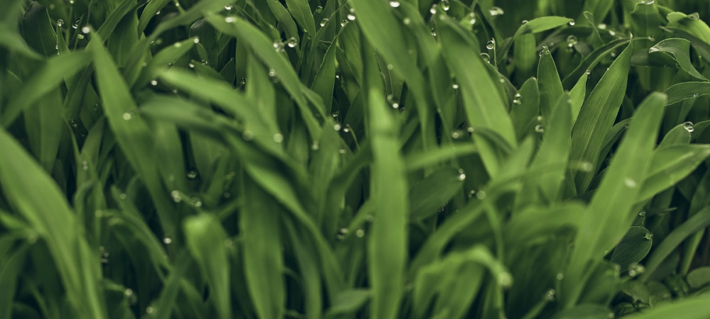 Leaves of microgreens. Green blades of grass.
