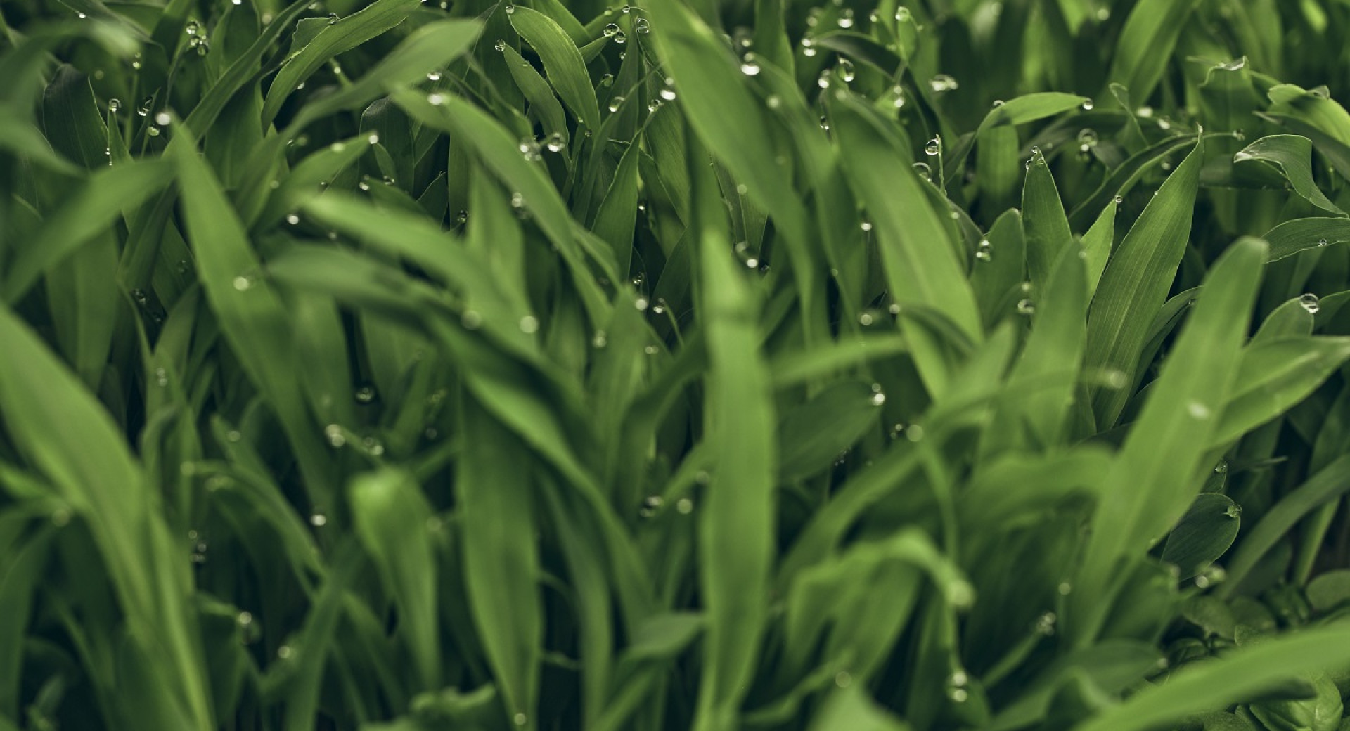 Listi mikrozelenja. Zeleni listi trave.