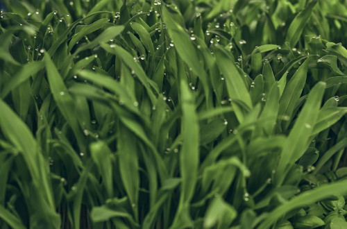 Listi mikrozelenja. Zeleni listi trave.