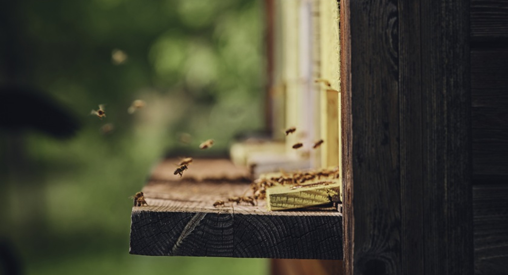 Bees in front of a wooden beehive.