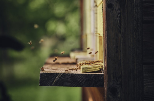 Bees in front of a wooden beehive.