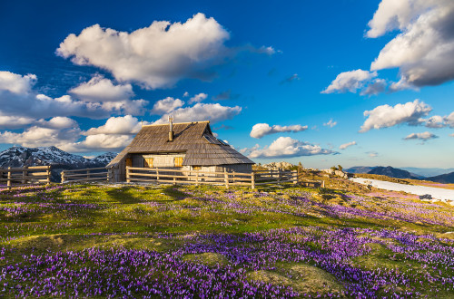 A mountain hut surrounded by a meadow filled with saffron flowers and hills in the background.
