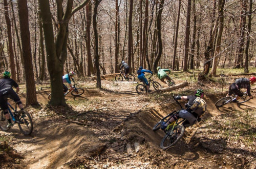 A group of mountain bikers on a winding forest path surrounded by trees.