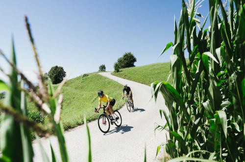 A male and female cyclist are riding along a narrow road surrounded by green fields, with tall corn stalks in the foreground of the shot.
