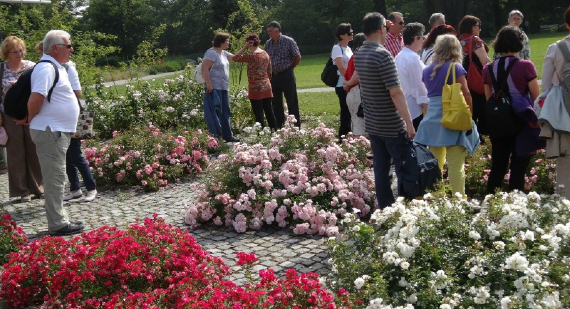 Štiri kandidatke za vrtnico Ljubljana so že vzcvetele – rozarij je julija res vreden obiska