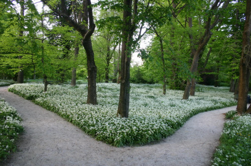 Botanični vrt pomladi.