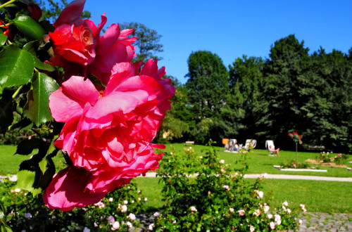 Junij v Ljubljani ne zgolj v znamenju začetka festivalskega dogajanja, ampak tudi cvetočih vrtnic – več kot 1000 jih je v tivolskem rožnem vrtu