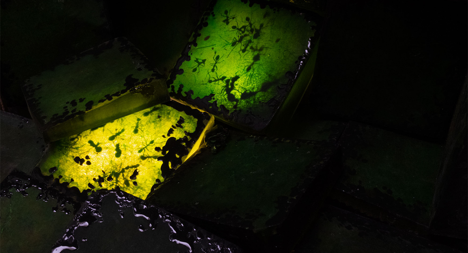 Light installation from the Lighting Guerrilla Festival. Green and yellow light shines from below, illuminating ants embedded in resin.
