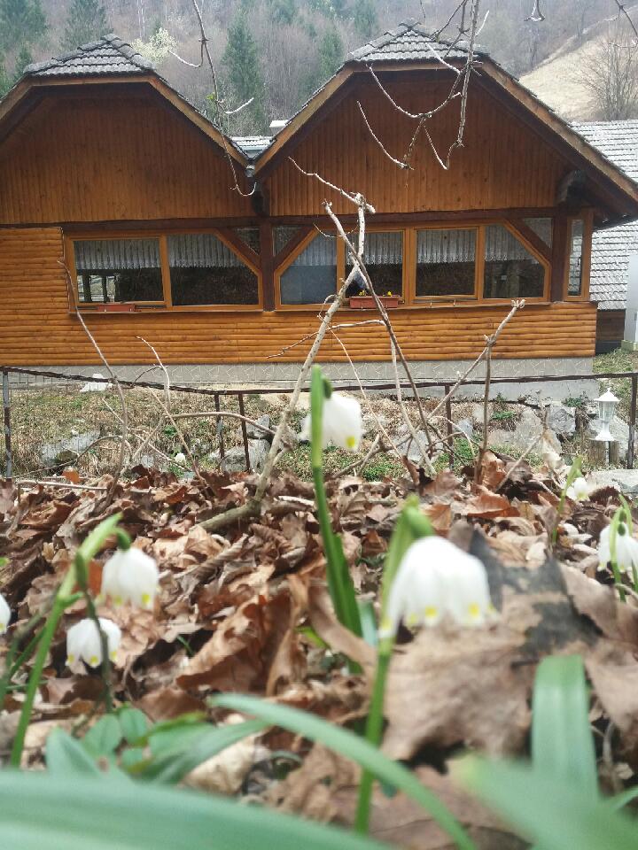 V ospredju zvončki. Za njimi počitniška kmetija.