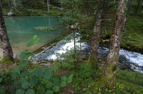 Kamniška bistrica, ki teče skozi gozd.