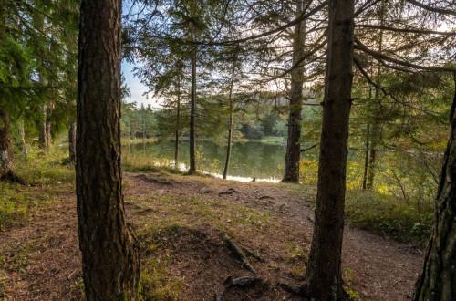 A view of the lake through the forest. A picture of spruces in front of the lake.