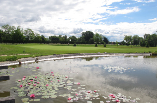 Ribnik z lokvanji pred golf igriščem. V ozadju drevesa. 