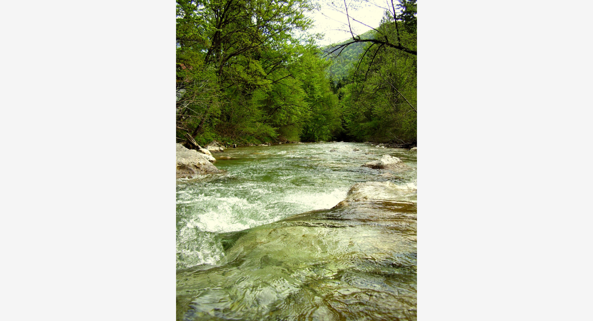 Reka, ki tece skozi gozd.