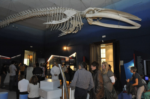 Razstavljeno okostje samice brazdastega kita. Pod njo obiskovalci muzeja.
