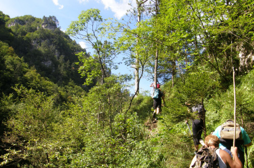 Gozdna pohodniška pot.