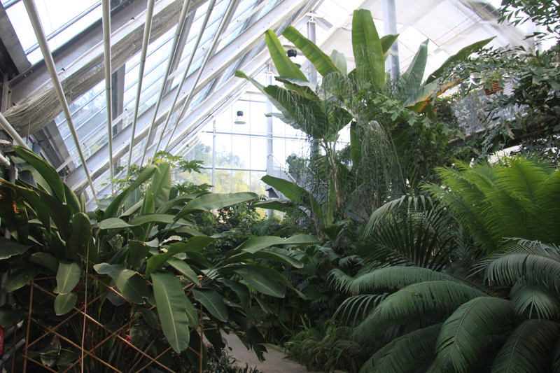 tropski-rastlinjak1.jpg