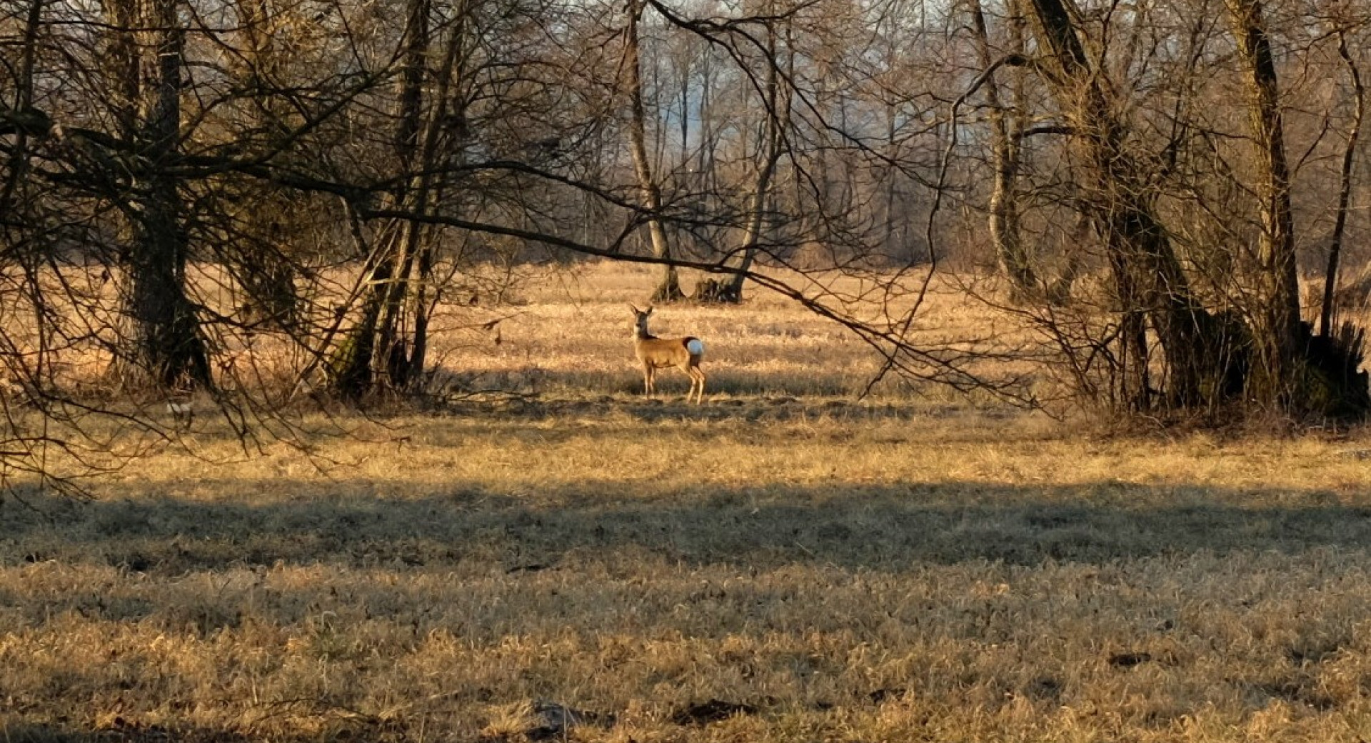 Srna sredi travnika, obdana z drevesi.