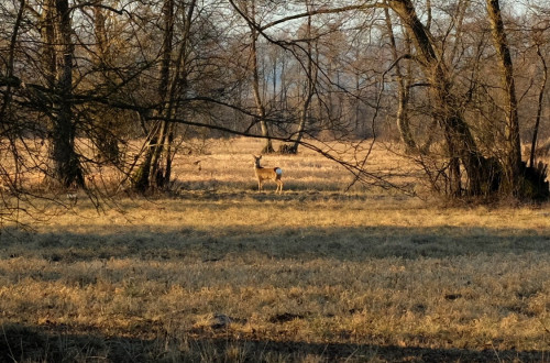 Srna sredi travnika, obdana z drevesi.