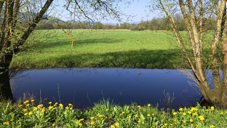 Zeleni stravnik in manjši ribnik