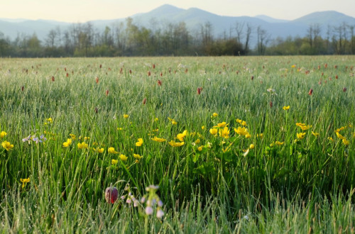 A meadow with flowers.