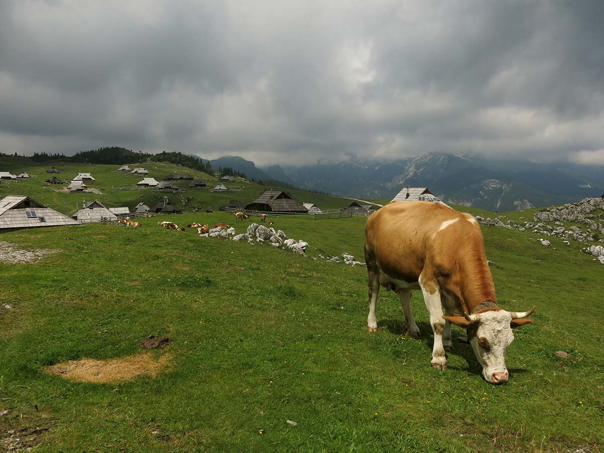 velika planina naslovnica