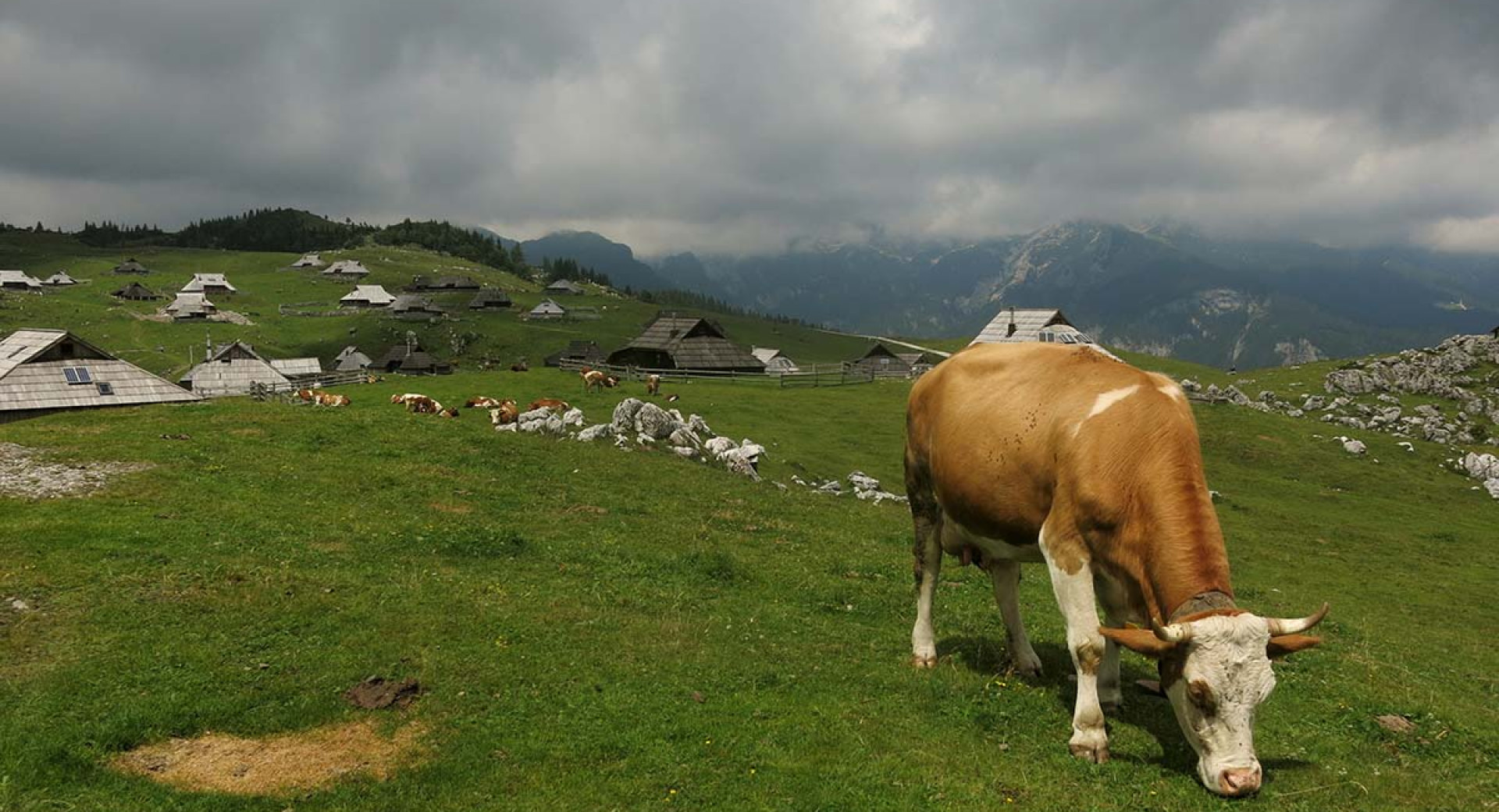 velika planina naslovnica