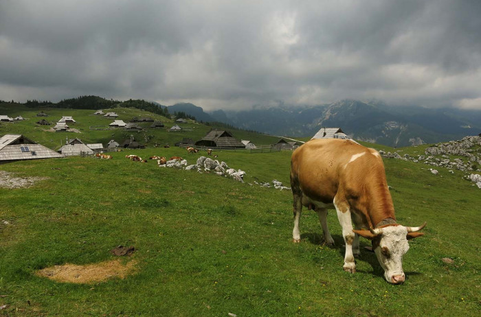 velika planina naslovnica