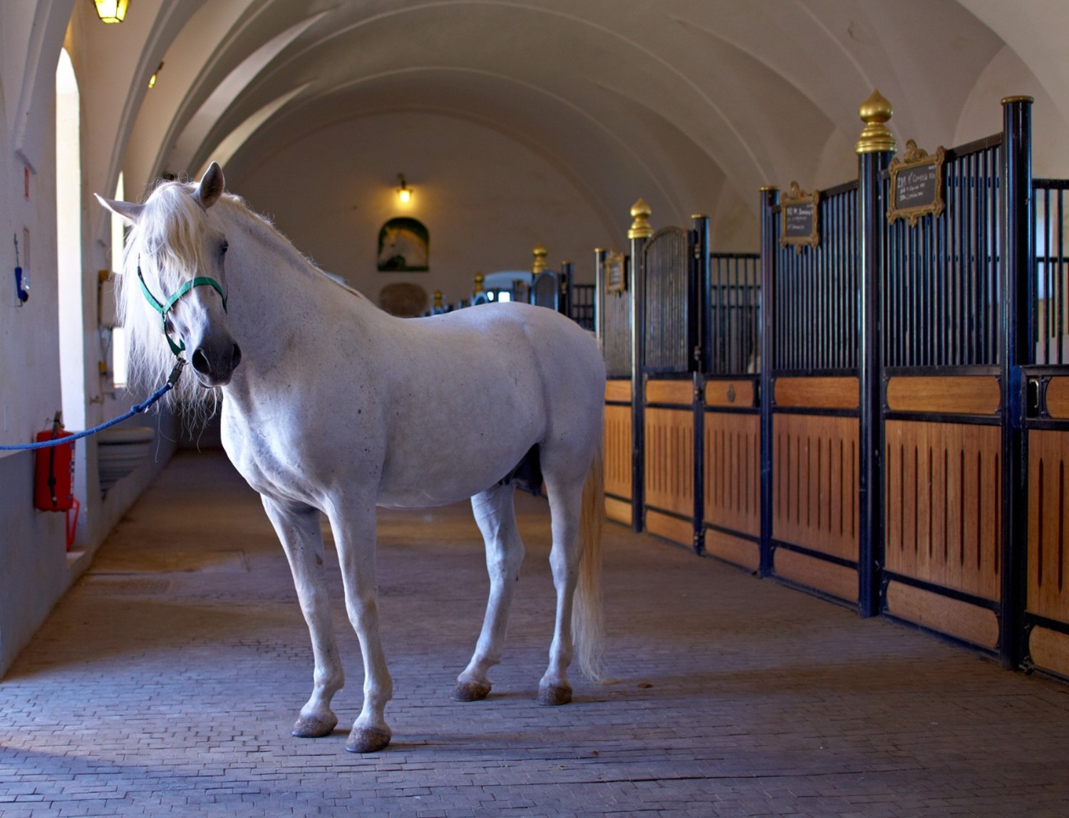 Красивая конюшня. Lipica лошади Словения. Липицианская порода. Липицианская порода лошадей. Липпицианская лошадь белая.