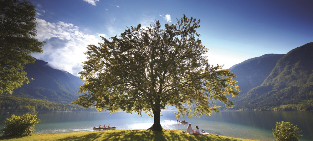 Drevo ob Bohinjskem jezeru.