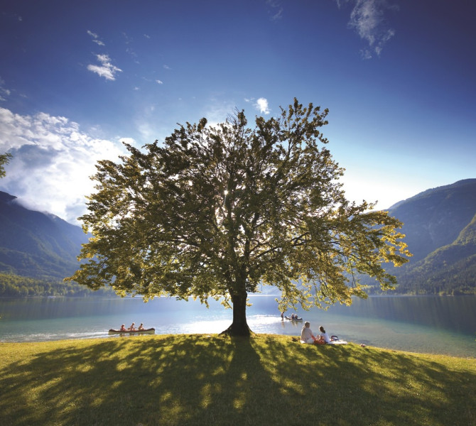 A tree by Lake Bohinj.